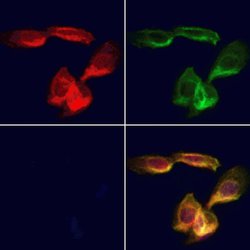 Invitrogen ERGIC2 Polyclonal Antibody 100 &mu;L; Unconjugated:Antibodies,