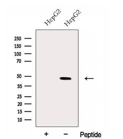Invitrogen ERGIC2 Polyclonal Antibody 100 &mu;L; Unconjugated:Antibodies,