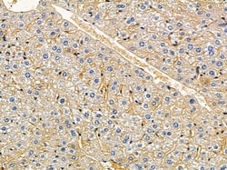 Invitrogen FA2H Polyclonal Antibody 100 &mu;L; Unconjugated:Antibodies,