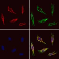 Invitrogen FARS2 Polyclonal Antibody 100 &mu;L; Unconjugated:Antibodies,