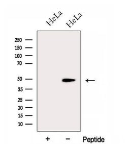 Invitrogen FARS2 Polyclonal Antibody 100 &mu;L; Unconjugated:Antibodies,