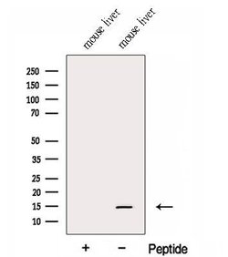 Invitrogen FAU Polyclonal Antibody 100 &mu;L; Unconjugated:Antibodies,