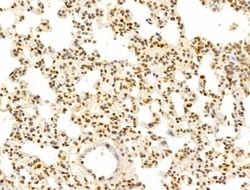 Invitrogen FBXL14 Polyclonal Antibody 100 &mu;L; Unconjugated:Antibodies,