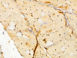 Invitrogen FBXL14 Polyclonal Antibody 100 &mu;L; Unconjugated:Antibodies,