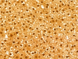 Invitrogen FBXL14 Polyclonal Antibody 100 &mu;L; Unconjugated:Antibodies,