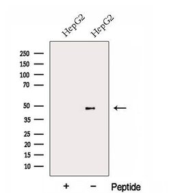 Invitrogen FBXL14 Polyclonal Antibody 100 &mu;L; Unconjugated:Antibodies,