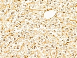 Invitrogen FBXW11 Polyclonal Antibody 100 &mu;L; Unconjugated:Antibodies,