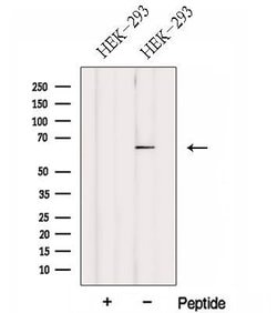 Invitrogen FBXW5 Polyclonal Antibody 100 &mu;L; Unconjugated:Antibodies,