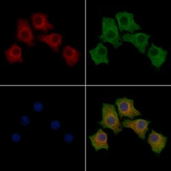 Invitrogen FGL1 Polyclonal Antibody 100 &mu;L; Unconjugated:Antibodies,