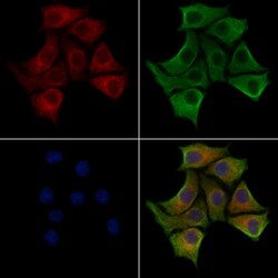 FKBP14 Polyclonal Antibody, Invitrogen 100 &mu;L; Unconjugated:Antibodies,