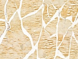 FKBP14 Polyclonal Antibody, Invitrogen 100 &mu;L; Unconjugated:Antibodies,
