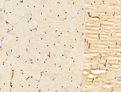 Invitrogen FZR1 Polyclonal Antibody 100 &mu;L; Unconjugated:Antibodies,