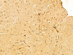 Invitrogen FZR1 Polyclonal Antibody 100 &mu;L; Unconjugated:Antibodies,