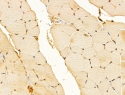 Invitrogen FZR1 Polyclonal Antibody 100 &mu;L; Unconjugated:Antibodies,