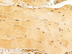 Invitrogen FZR1 Polyclonal Antibody 100 &mu;L; Unconjugated:Antibodies,