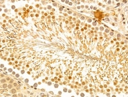 Invitrogen FZR1 Polyclonal Antibody 100 &mu;L; Unconjugated:Antibodies,