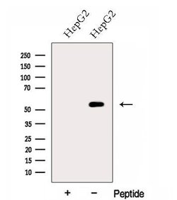 Invitrogen FZR1 Polyclonal Antibody 100 &mu;L; Unconjugated:Antibodies,