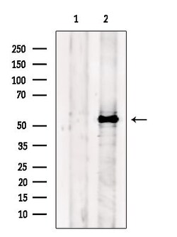 Invitrogen FZR1 Polyclonal Antibody 100 &mu;L; Unconjugated:Antibodies,