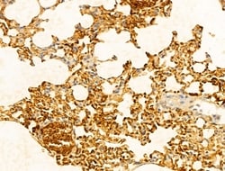 Invitrogen GCHFR Polyclonal Antibody 100 &mu;L; Unconjugated:Antibodies,