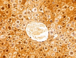 Invitrogen GCSH Polyclonal Antibody 100 &mu;L; Unconjugated:Antibodies,