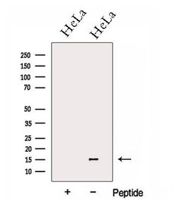 Invitrogen GCSH Polyclonal Antibody 100 &mu;L; Unconjugated:Antibodies,