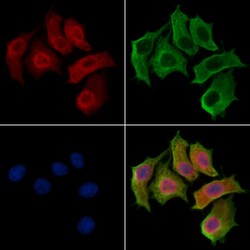 Invitrogen GINS3 Polyclonal Antibody 100 &mu;L; Unconjugated:Antibodies,