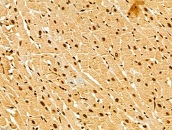 Invitrogen GINS3 Polyclonal Antibody 100 &mu;L; Unconjugated:Antibodies,