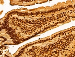 Invitrogen GINS3 Polyclonal Antibody 100 &mu;L; Unconjugated:Antibodies,