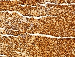 Invitrogen GINS3 Polyclonal Antibody 100 &mu;L; Unconjugated:Antibodies,