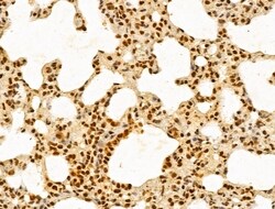 Invitrogen GINS3 Polyclonal Antibody 100 &mu;L; Unconjugated:Antibodies,