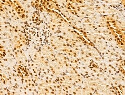 Invitrogen GINS3 Polyclonal Antibody 100 &mu;L; Unconjugated:Antibodies,