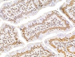 Invitrogen GINS3 Polyclonal Antibody 100 &mu;L; Unconjugated:Antibodies,