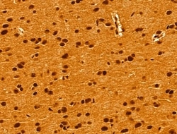 Invitrogen GINS3 Polyclonal Antibody 100 &mu;L; Unconjugated:Antibodies,