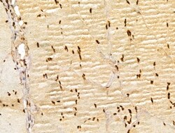 Invitrogen GINS3 Polyclonal Antibody 100 &mu;L; Unconjugated:Antibodies,