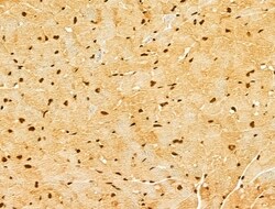 Invitrogen GINS3 Polyclonal Antibody 100 &mu;L; Unconjugated:Antibodies,