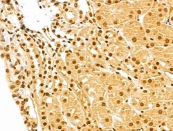 Invitrogen GINS3 Polyclonal Antibody 100 &mu;L; Unconjugated:Antibodies,