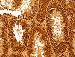 Invitrogen GINS3 Polyclonal Antibody 100 &mu;L; Unconjugated:Antibodies,