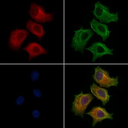Invitrogen GLTP Polyclonal Antibody 100 &mu;L; Unconjugated:Antibodies,