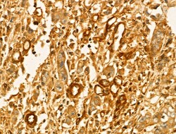 Invitrogen GLTP Polyclonal Antibody 100 &mu;L; Unconjugated:Antibodies,