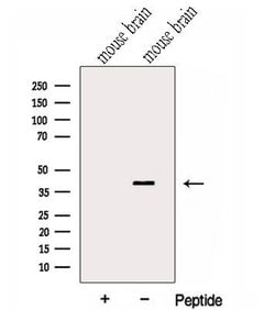 Invitrogen GNAI2 Polyclonal Antibody 100 &mu;L; Unconjugated:Antibodies,