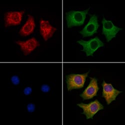 Invitrogen GNAI2 Polyclonal Antibody 100 &mu;L; Unconjugated:Antibodies,