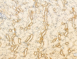 Invitrogen GPR177 Polyclonal Antibody 100 &mu;L; Unconjugated:Antibodies,