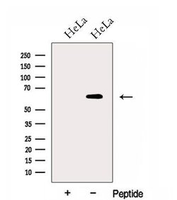 Invitrogen GPR177 Polyclonal Antibody 100 &mu;L; Unconjugated:Antibodies,
