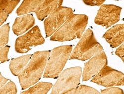 Invitrogen GPX8 Polyclonal Antibody 100 &mu;L | Buy Online | Invitrogen&trade; | Fisher Scientific