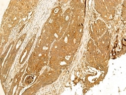 Invitrogen GPX8 Polyclonal Antibody 100 &mu;L | Buy Online | Invitrogen&trade; | Fisher Scientific