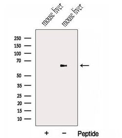 Invitrogen HAS3 Polyclonal Antibody 100 &mu;L; Unconjugated:Antibodies,