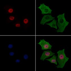Invitrogen hnRNP H3 Polyclonal Antibody 100 &mu;L; Unconjugated:Antibodies,