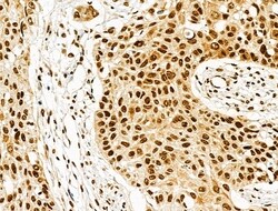 Invitrogen hnRNP H3 Polyclonal Antibody 100 &mu;L; Unconjugated:Antibodies,