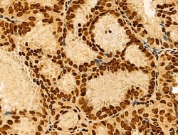 Invitrogen hnRNP H3 Polyclonal Antibody 100 &mu;L; Unconjugated:Antibodies,