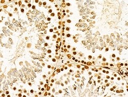 Invitrogen hnRNP H3 Polyclonal Antibody 100 &mu;L; Unconjugated:Antibodies,
